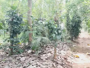 අගනා බිම් කොටසක් විකිනීමට ඇත මොනරාගල