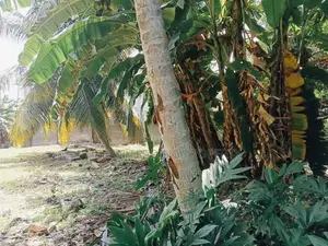Premium 157P Land with Two Storey Building Facing Bolgoda Lagoon