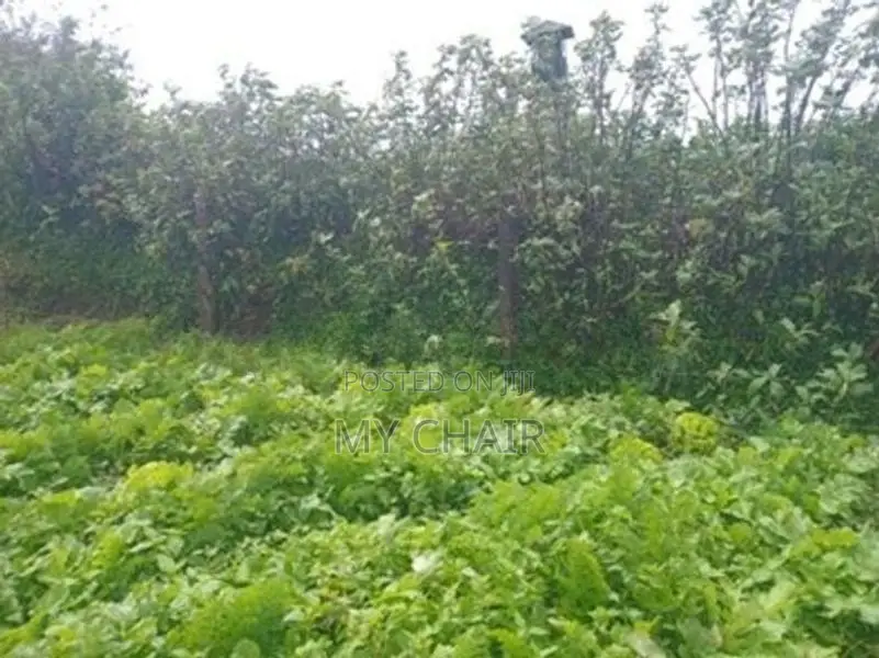 Land For Sale in Nuwara Eliya