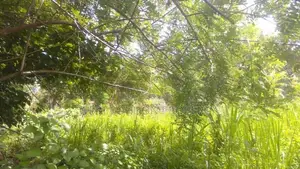 Land for Sale in Weligama