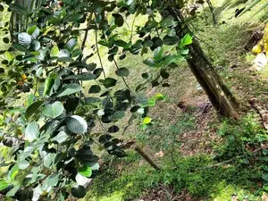Land for Sale in Nittambuwa