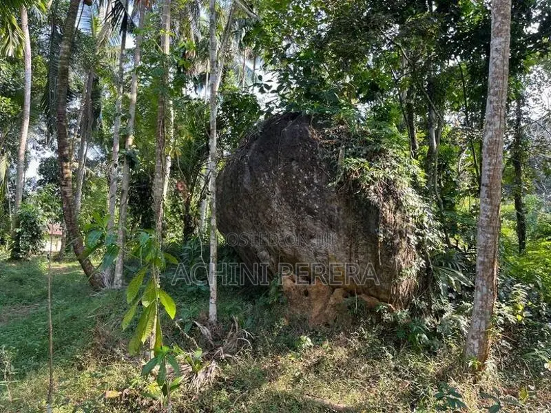 1.5 Acres Land for Sale - Habarakada Ranala