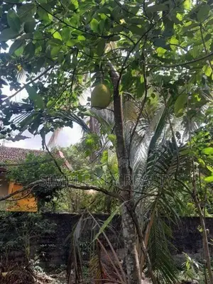 Land for sale in gampaha miriswatta