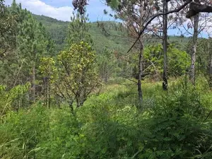 Prime Commercial Land for Sale in Kithal Ella, Ella