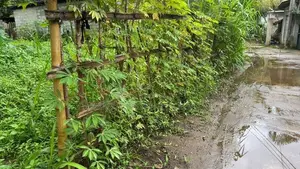 ගම්පොල පර්චස් 24 ක ඉඩමක් විකිණීමට