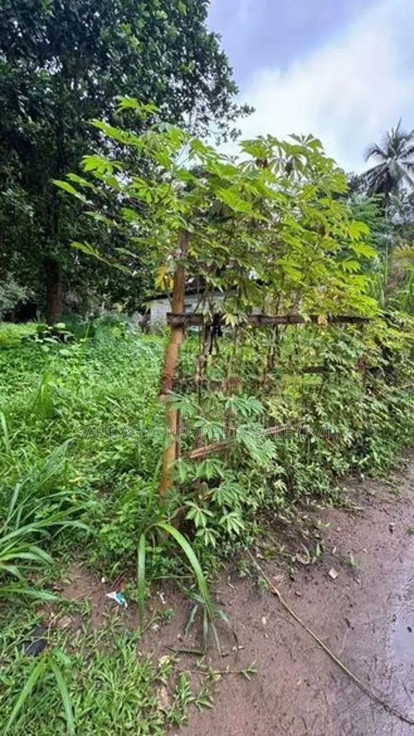 ගම්පොල පර්චස් 24 ක ඉඩමක් විකිණීමට