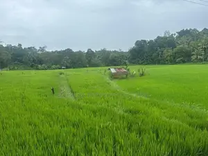 මාවනැල්ලෙන් ඉඩමක් විකිණීමට