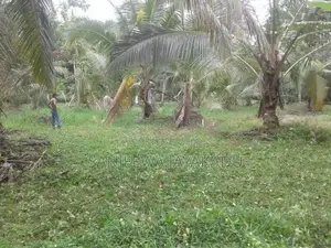 පොල් ඉඩමක් Giriulla