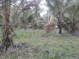 පොල් ඉඩමක් Giriulla