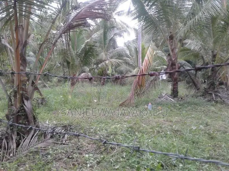 පොල් ඉඩමක් Giriulla