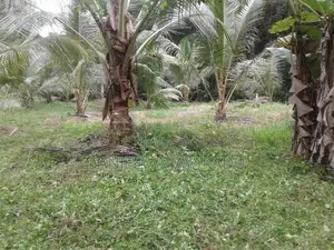 පොල් ඉඩමක් Giriulla