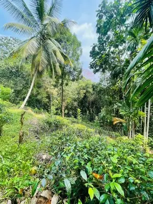 පැල්මඩුල්ල තේපොල් ඉඩමක් විකිනීමට Tea Land for Sale