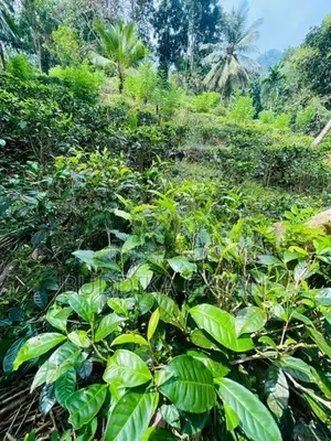පැල්මඩුල්ල තේපොල් ඉඩමක් විකිනීමට Tea Land for Sale