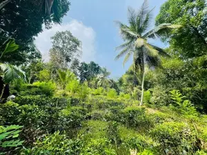 පැල්මඩුල්ල තේපොල් ඉඩමක් විකිනීමට Tea Land for Sale