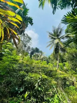 පැල්මඩුල්ල තේපොල් ඉඩමක් විකිනීමට Tea Land for Sale