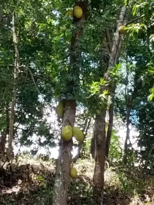 Land for Sale in Digana, Kandy