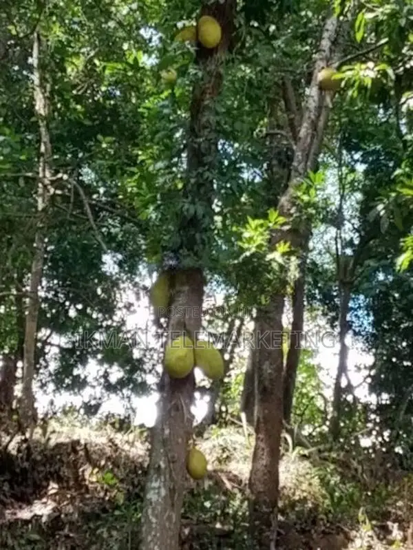 Land for Sale in Digana, Kandy