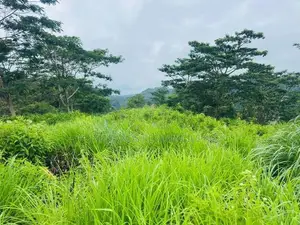 Lands For Sale In Pussellawa