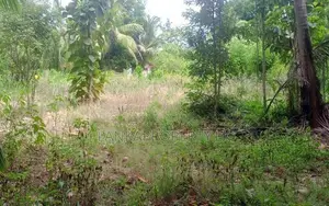 වැල්ලවාය හදපානාගල ගං ඉවුර ආසන්නයේ පර්චස් 60 ඉඩම විකිණීමට ඇත.