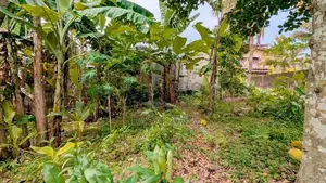 කිරිල්ලවලින් වටිනා ඉඩමක්