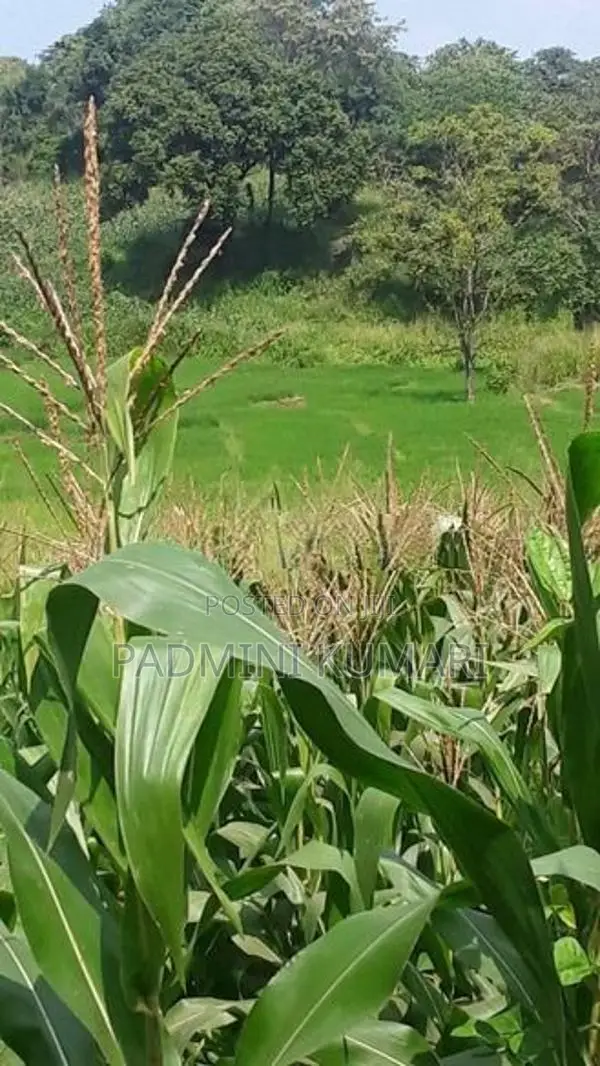 ඉඩමක් විකිණීමට ඇත වගා කිරීම සඳහා