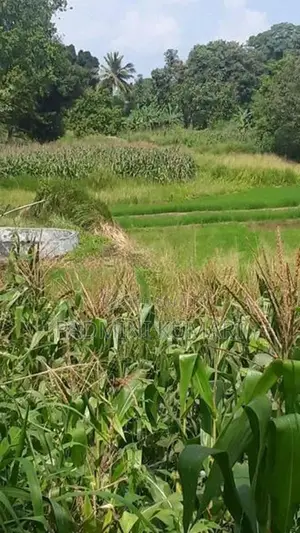 ඉඩමක් විකිණීමට ඇත වගා කිරීම සඳහා