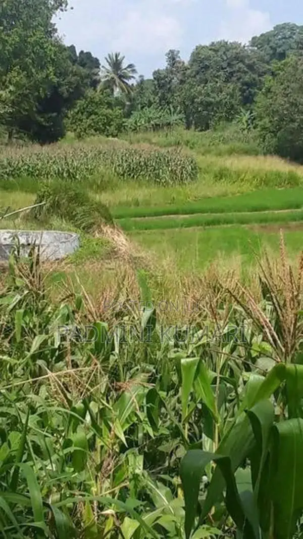 ඉඩමක් විකිණීමට ඇත වගා කිරීම සඳහා