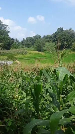 ඉඩමක් විකිණීමට ඇත වගා කිරීම සඳහා