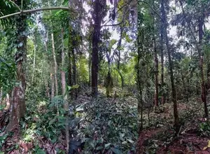 200+ Perches of Land With House, For Immediate Sale in Kosgama.