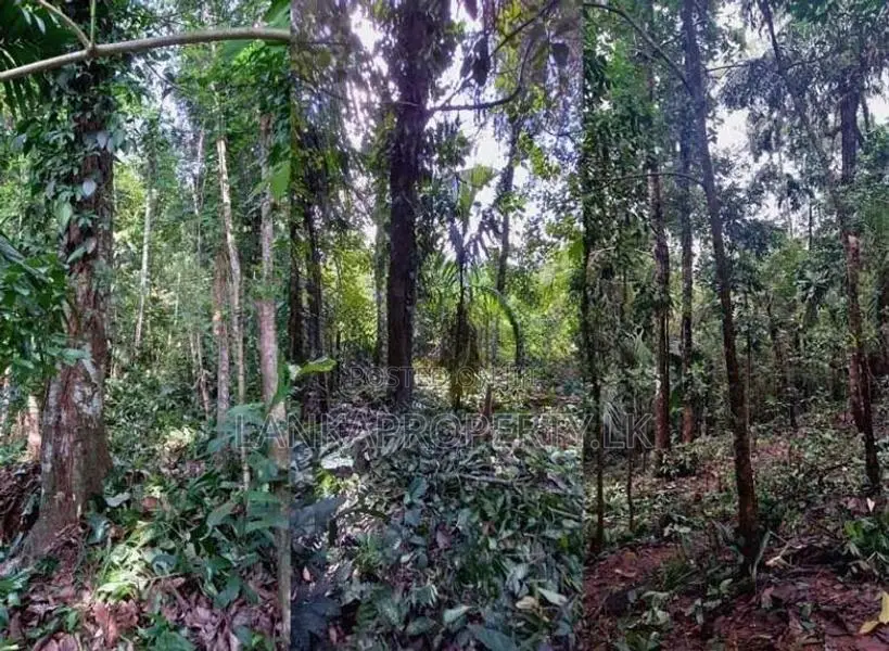 200+ Perches of Land With House, For Immediate Sale in Kosgama.