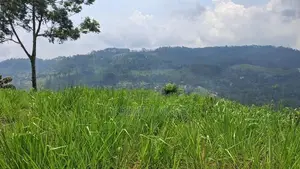 Valuable Land for Sale in Pussellawa Wahurupitiya