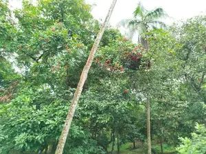 පලතුරු ගස් සමග අක්කර කාලක බිම් කොටස් විකිණීමට