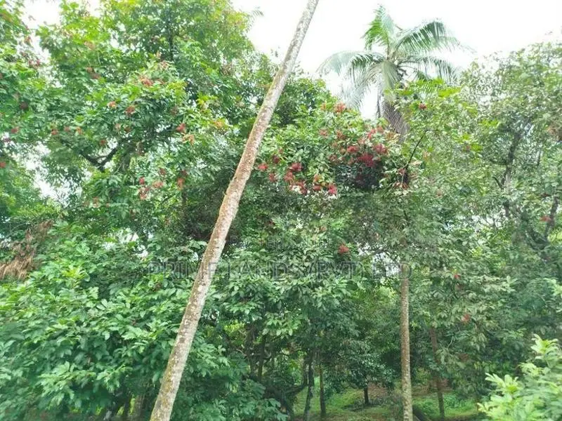 පලතුරු ගස් සමග අක්කර කාලක බිම් කොටස් විකිණීමට