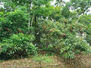 පලතුරු ගස් සමග අක්කර කාලක බිම් කොටස් විකිණීමට