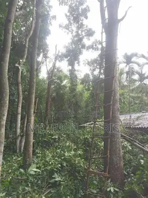 1-Acre Mahogany Planted Land for Sale in Matale