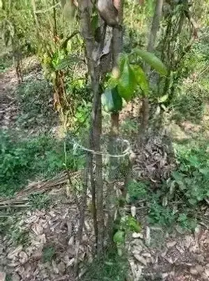 Cinnamon Land for Sale in Elpitiya
