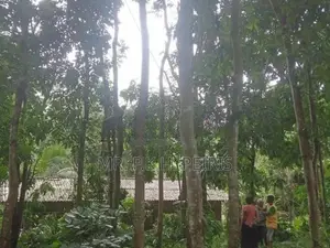 1-Acre Mahogany Planted Land for Sale in Matale