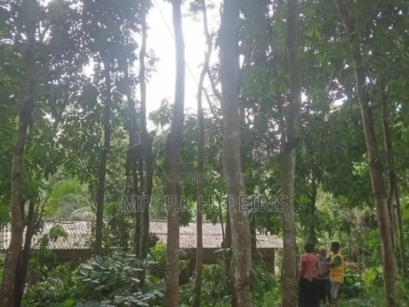 1-Acre Mahogany Planted Land for Sale in Matale