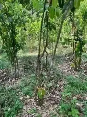 Cinnamon Land for Sale in Elpitiya