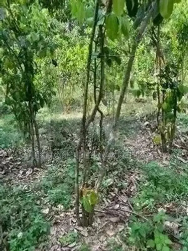Cinnamon Land for Sale in Elpitiya