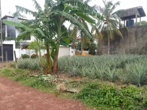 Land for Sale Kandana