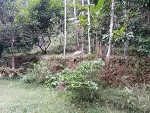 House for Sale in Homagama