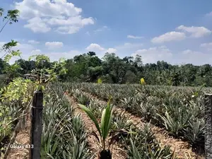 Land for Sale in Kirindiwela, Gampaha