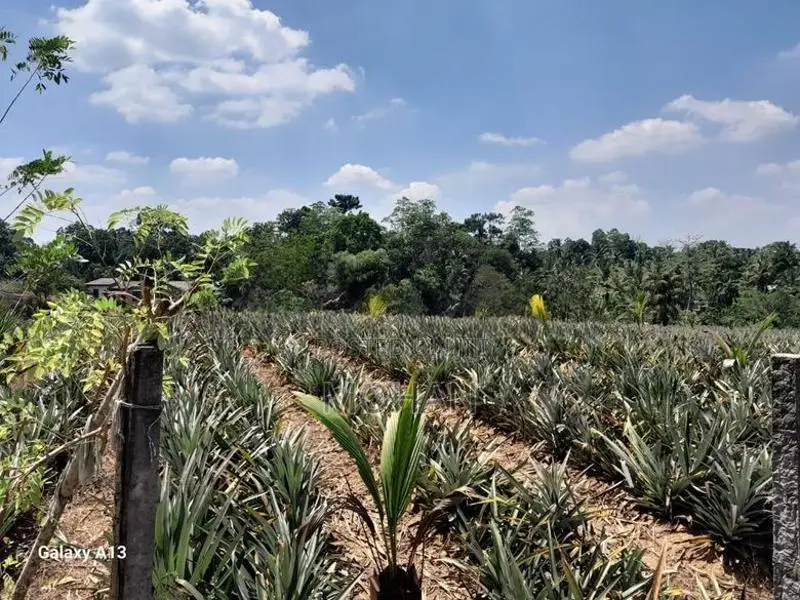 Land for Sale in Kirindiwela, Gampaha