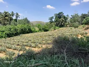 Land for Sale in Kirindiwela, Gampaha