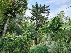 Land for Sale a Valuable Commercial in Peradeniya