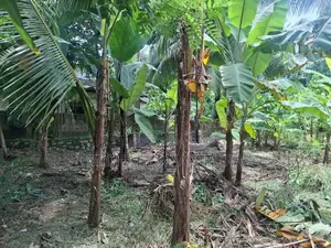 Land for Sale in Gampaha, Mudungoda