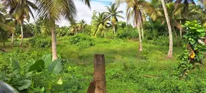250 Perches land for sale at Ganemulla