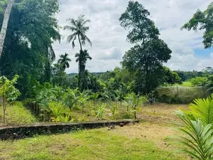 නිට්ටඹුව නගරයට 2km වෙල් යායකට මායිම් පර්චස් 40ක් ඉඩමක්