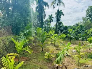 නිට්ටඹුව නගරයට 2km වෙල් යායකට මායිම් පර්චස් 40ක් ඉඩමක්